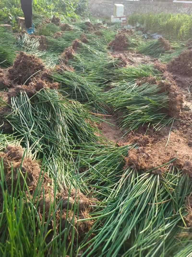 【每日推荐】广西荔浦正宗（荸荠苗）量大从优可视频