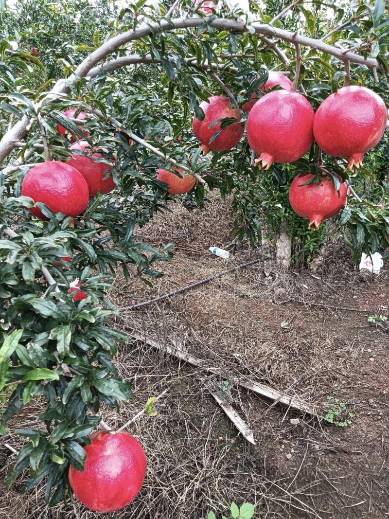 会理黑籽酸石榴