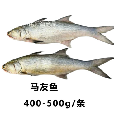 马友鱼400-500g/条