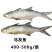 马友鱼400-500g/条