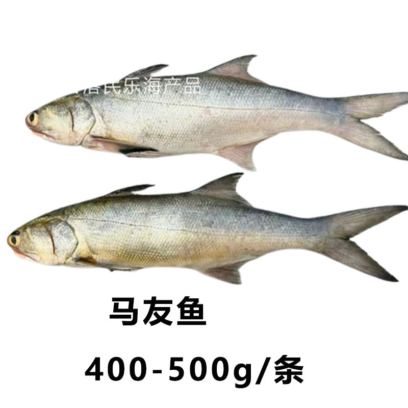 马友鱼400-500g/条