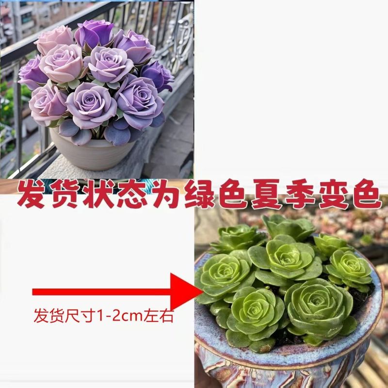 稀有多肉玫瑰组合盆栽紫粉高贵植物好养双色精致室内阳台办公室