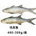 马友鱼400-500g/条