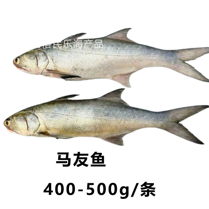 马友鱼400-500g/条