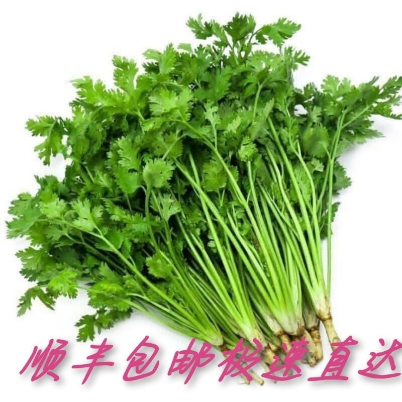 河南济源铁杆青香菜，农家自种，大量有货