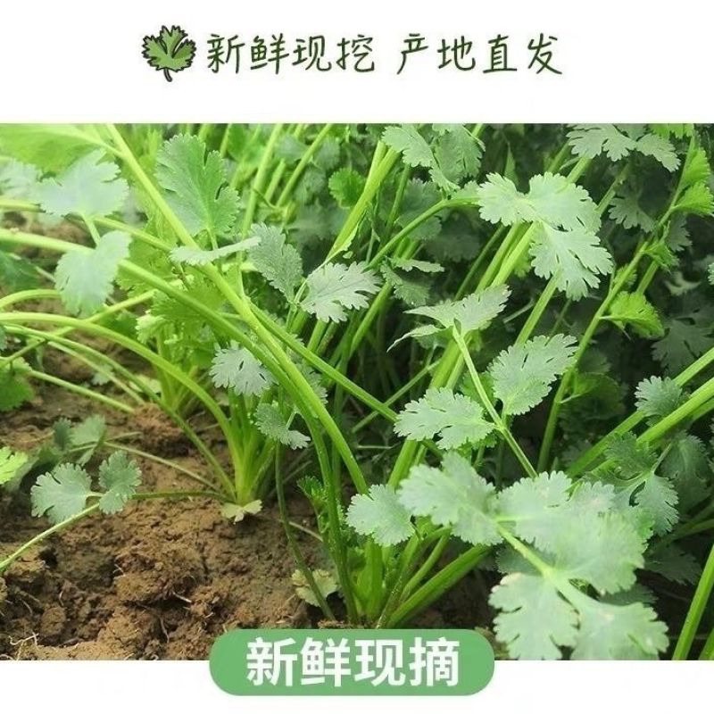 河南济源铁杆青香菜，农家自种，大量有货