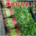 河南济源铁杆青香菜，农家自种，大量有货