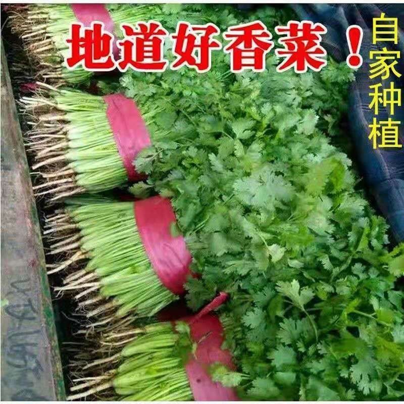 河南济源铁杆青香菜，农家自种，大量有货