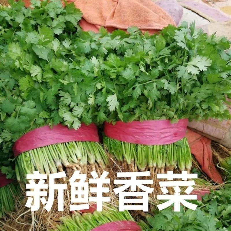 河南济源铁杆青香菜，农家自种，大量有货