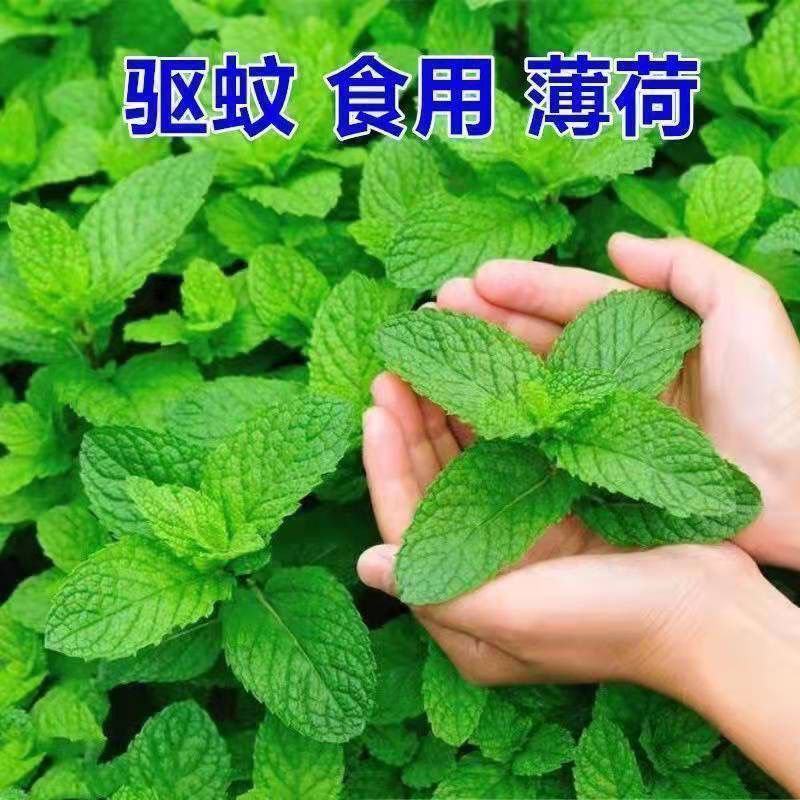 云南薄荷，产区直供，现采现发，大量有货