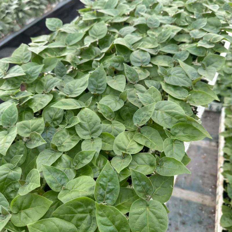 云南高原地区种植特菜树番茄优质苗脱毒苗