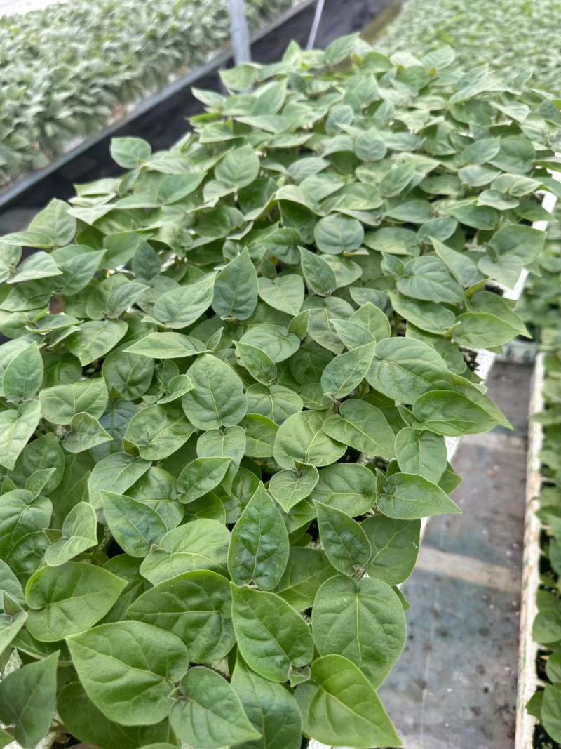 云南高原地区种植特菜树番茄优质苗脱毒苗