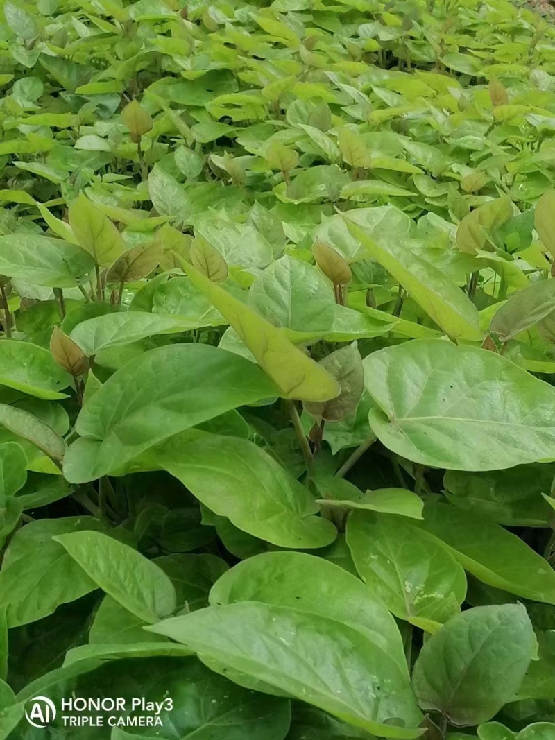 云南高原地区种植特菜树番茄优质苗脱毒苗
