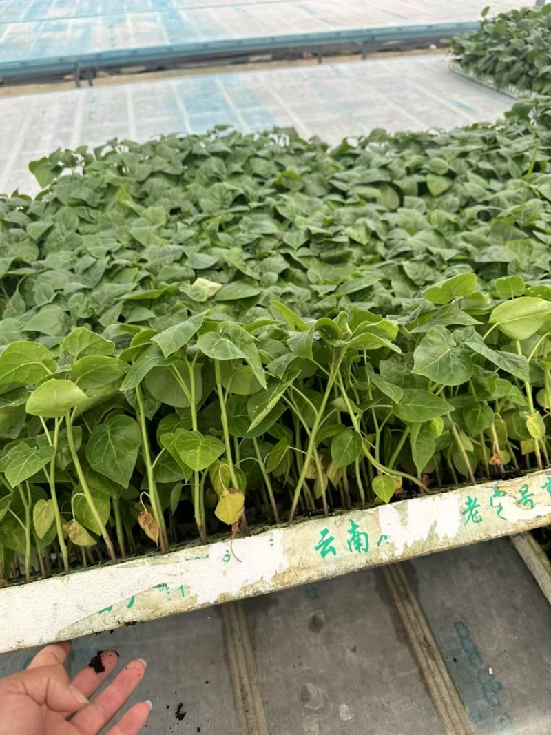 云南高原地区种植特菜树番茄优质苗脱毒苗