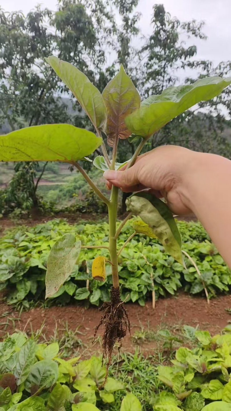 云南高原地区种植特菜树番茄优质苗脱毒苗