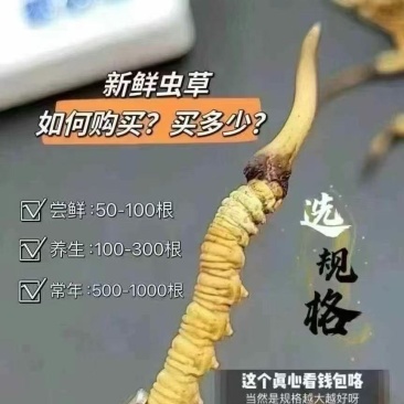 原产地新鲜冬虫夏草
