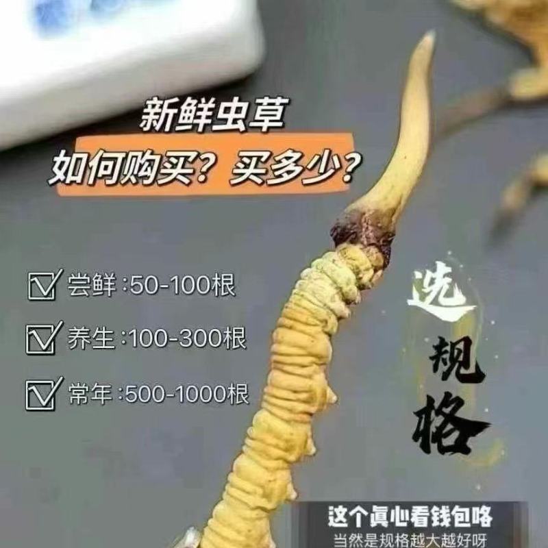 原产地新鲜冬虫夏草