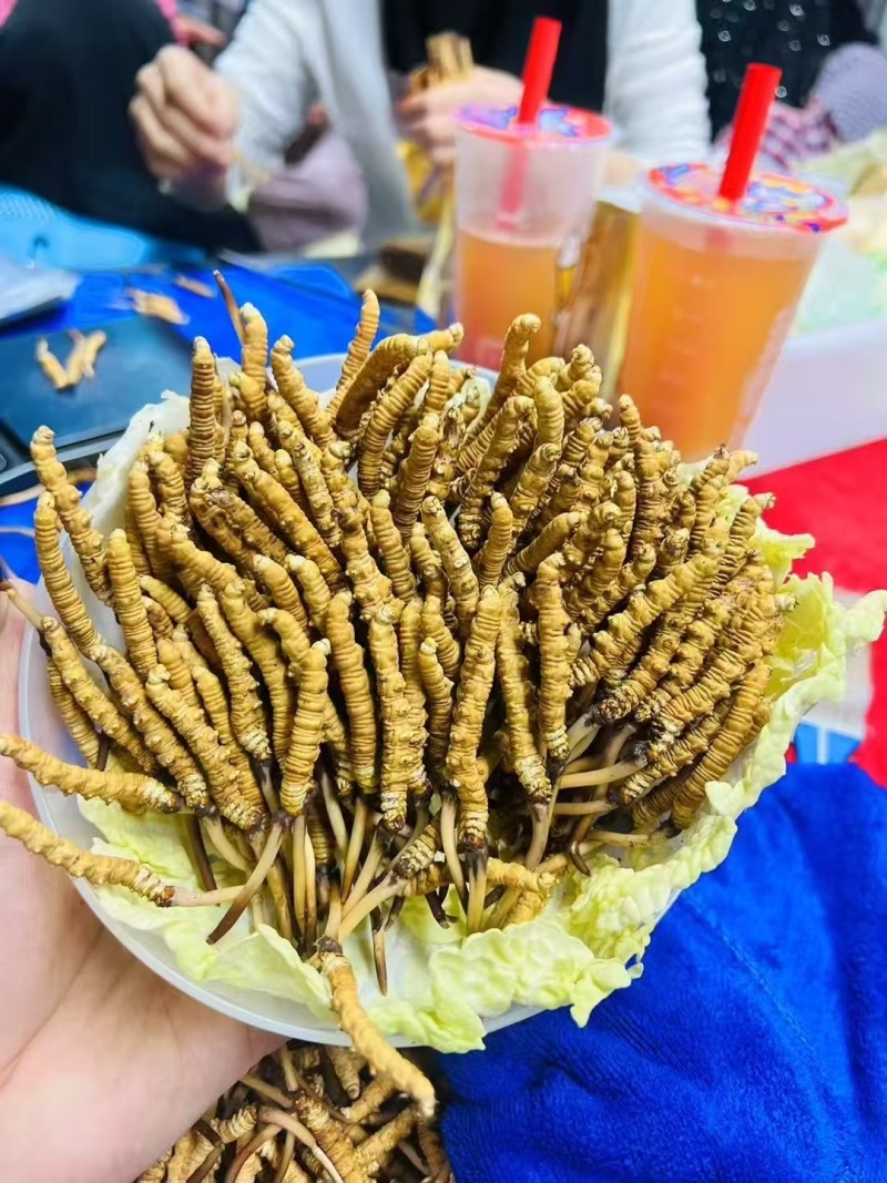 原产地新鲜冬虫夏草