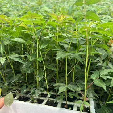 云南特菜四季红油香椿种苗脱毒苗优质苗