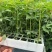 云南特菜四季红油香椿种苗脱毒苗优质苗
