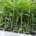 云南特菜四季红油香椿种苗脱毒苗优质苗