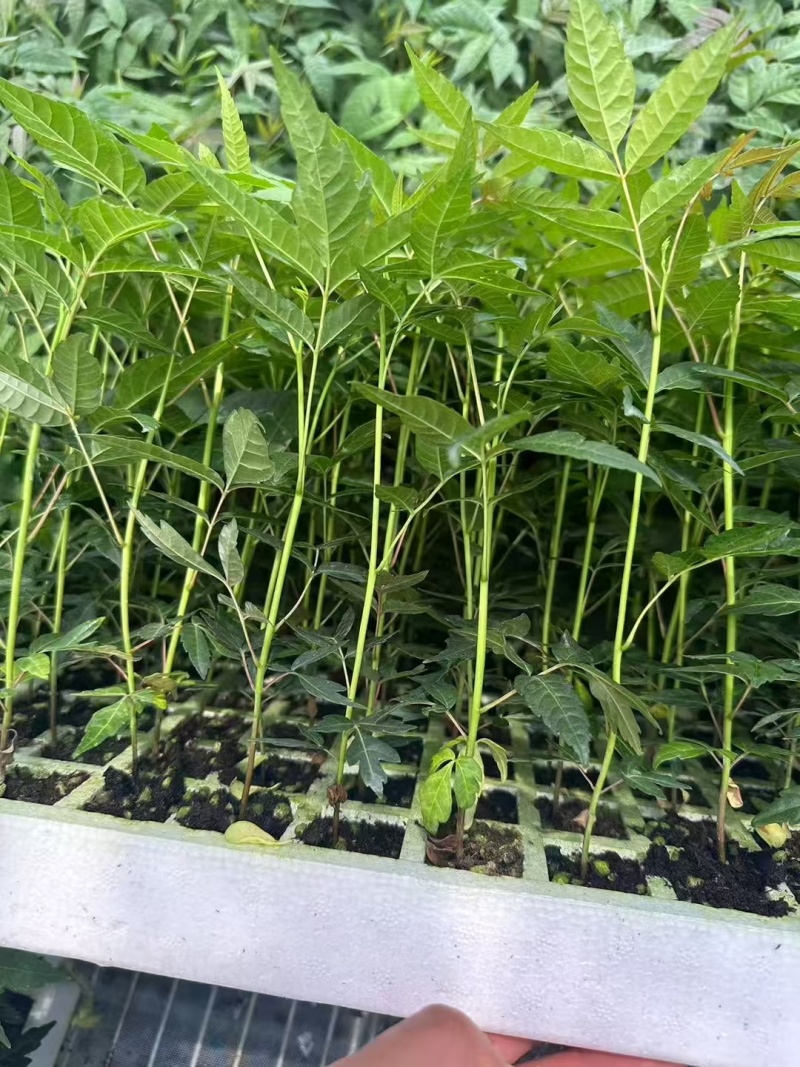 云南特菜四季红油香椿种苗脱毒苗优质苗