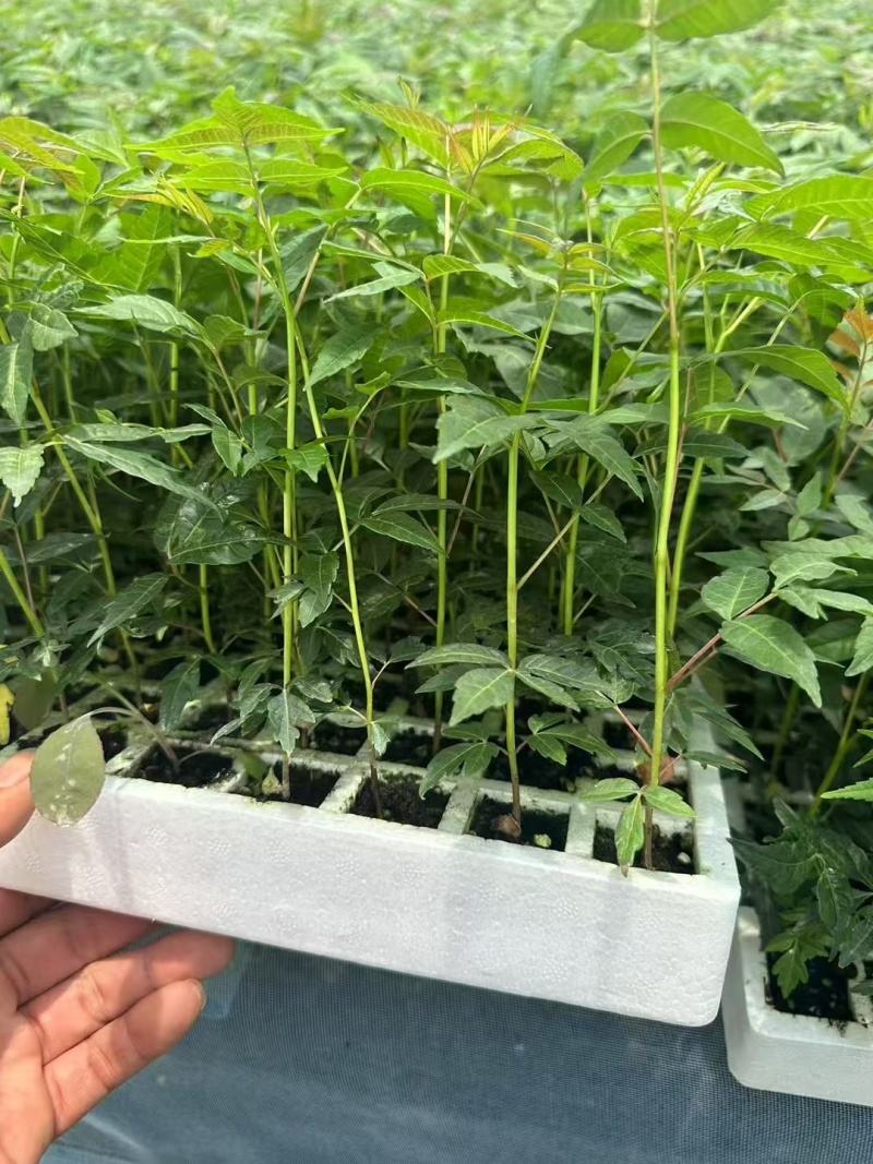 云南特菜四季红油香椿种苗脱毒苗优质苗