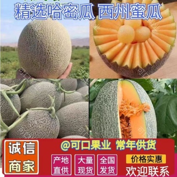 新疆西周蜜17号扛运输瓜型好糖度高口感好