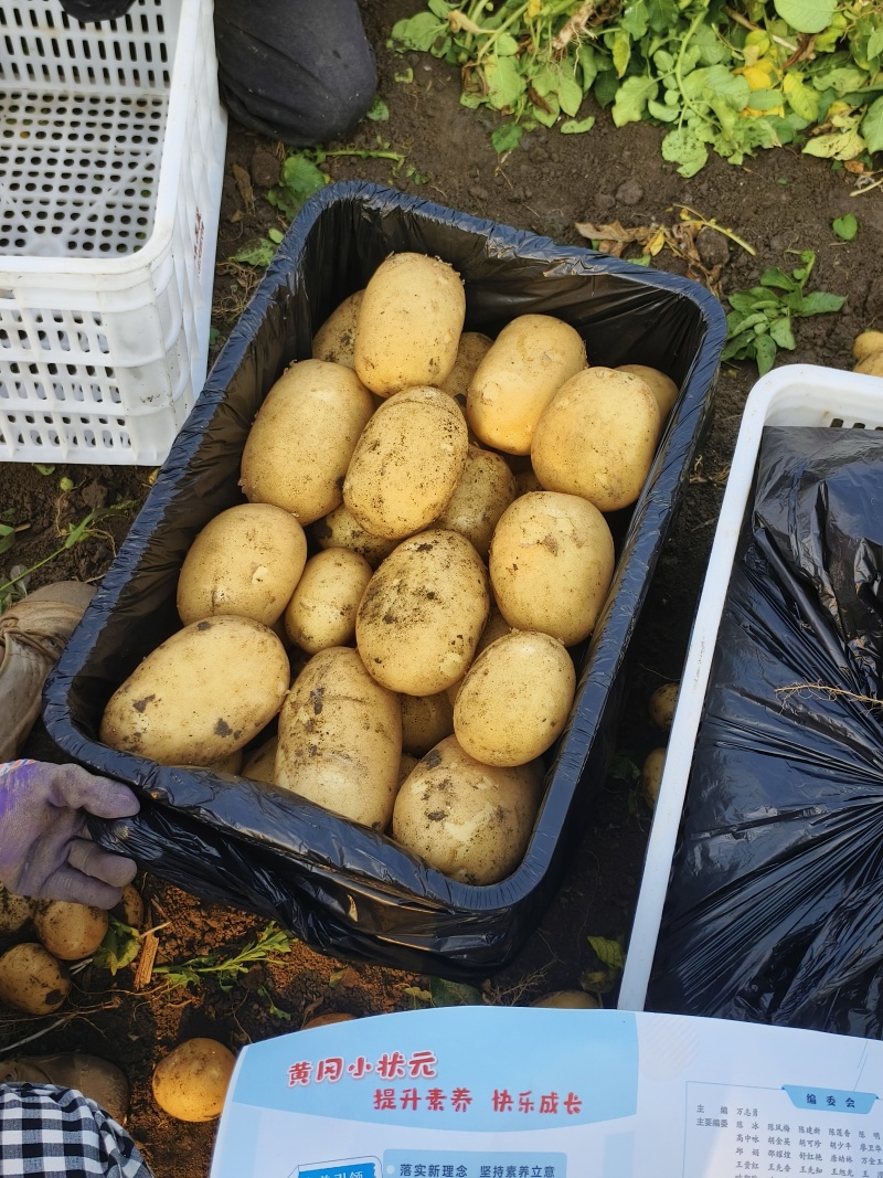 玉田精品土豆