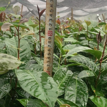 油茶苗新苗