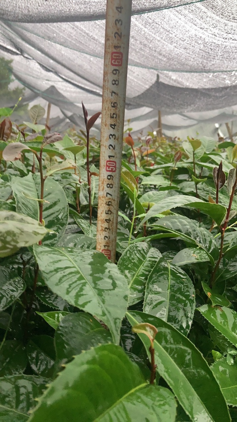 油茶苗新苗