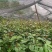 油茶苗新苗