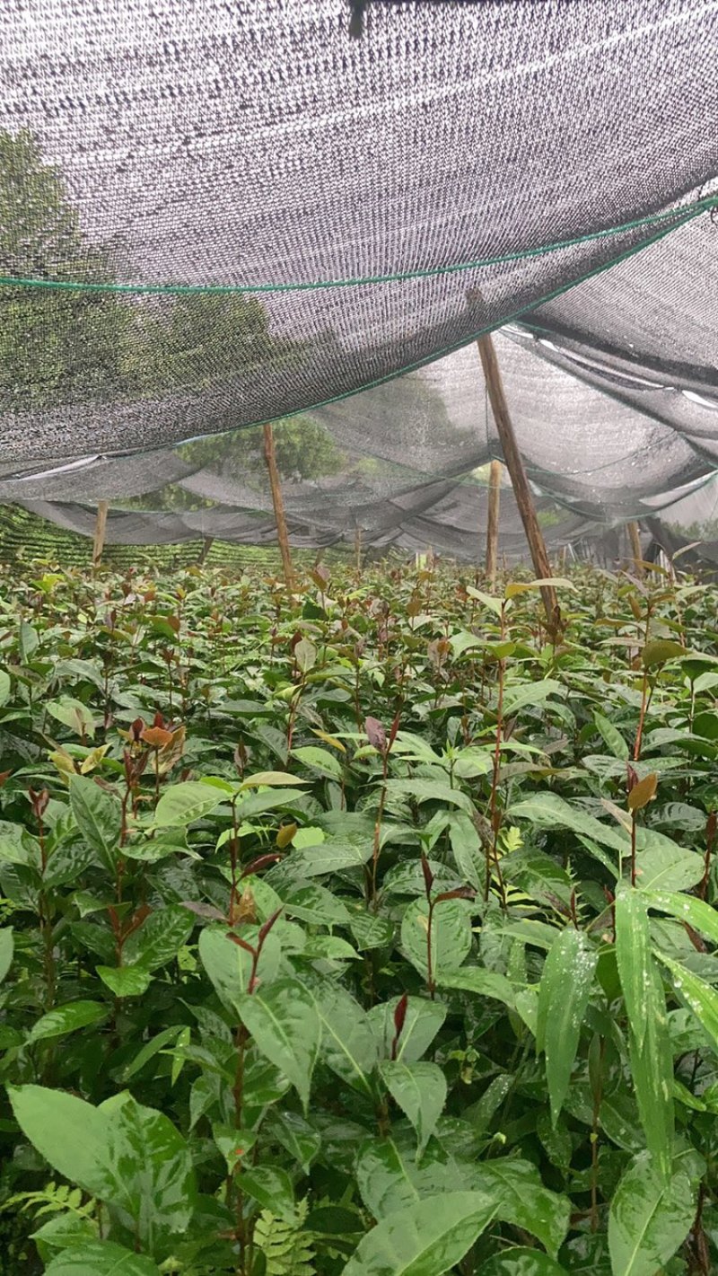 油茶苗新苗