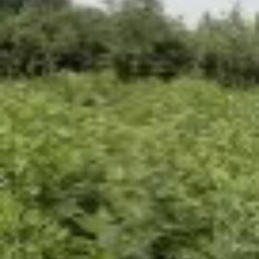 新鲜艾草