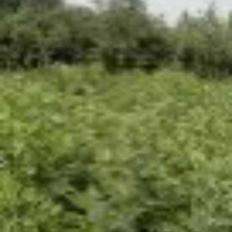新鲜艾草