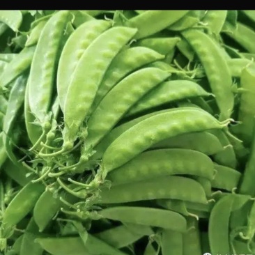 荷兰豆