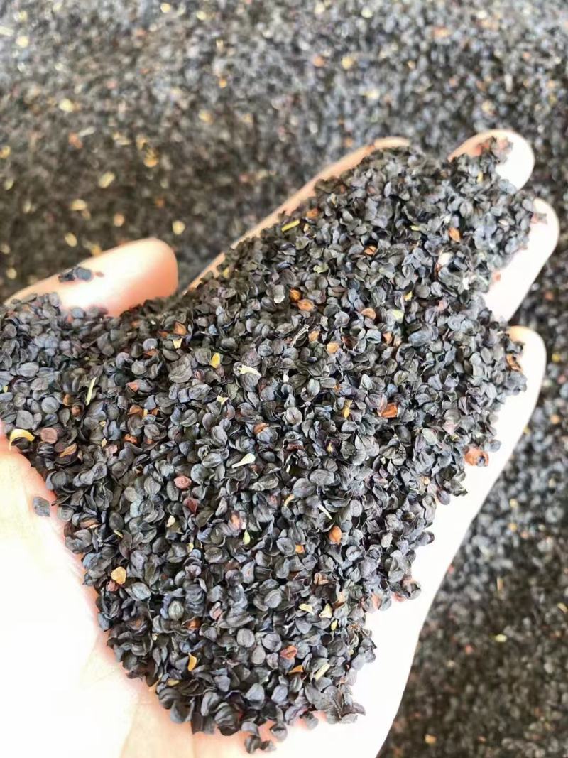 超美石竹常夏竹种子耐寒耐旱器四季常青庭院绿化