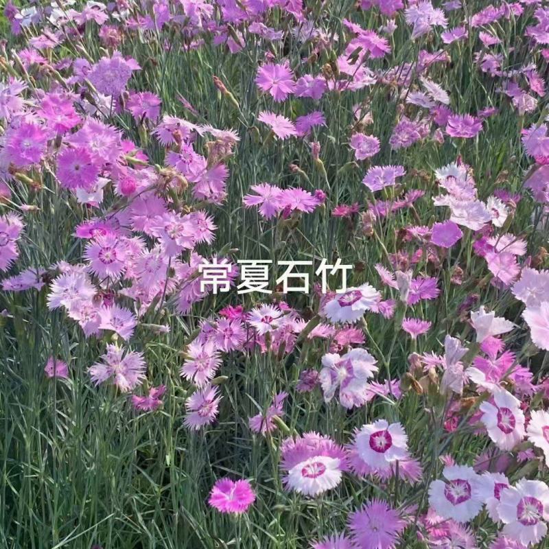 超美石竹常夏竹种子耐寒耐旱器四季常青庭院绿化