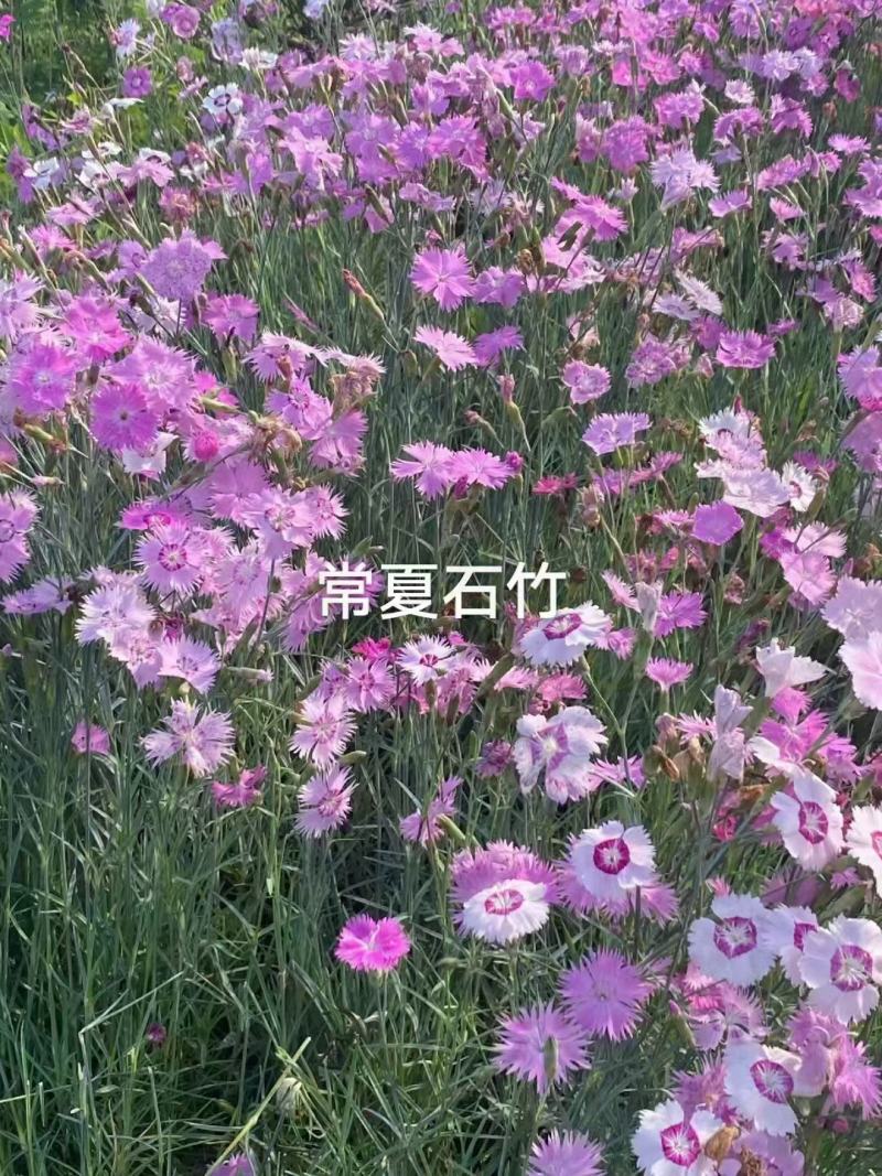 超美石竹常夏竹种子耐寒耐旱器四季常青庭院绿化
