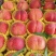 毛桃突围小红桃春雪，春蜜油桃中油万亩基地产地直供