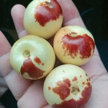 大荔冬枣产地批发大荔顺鑫果品合作