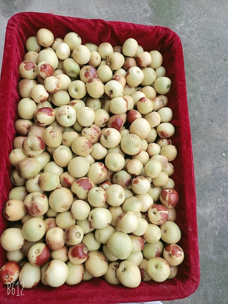 大荔冬枣产地批发大荔顺鑫果品合作
