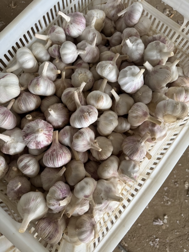 精品大蒜大量现货对接全国各批发市场加工厂