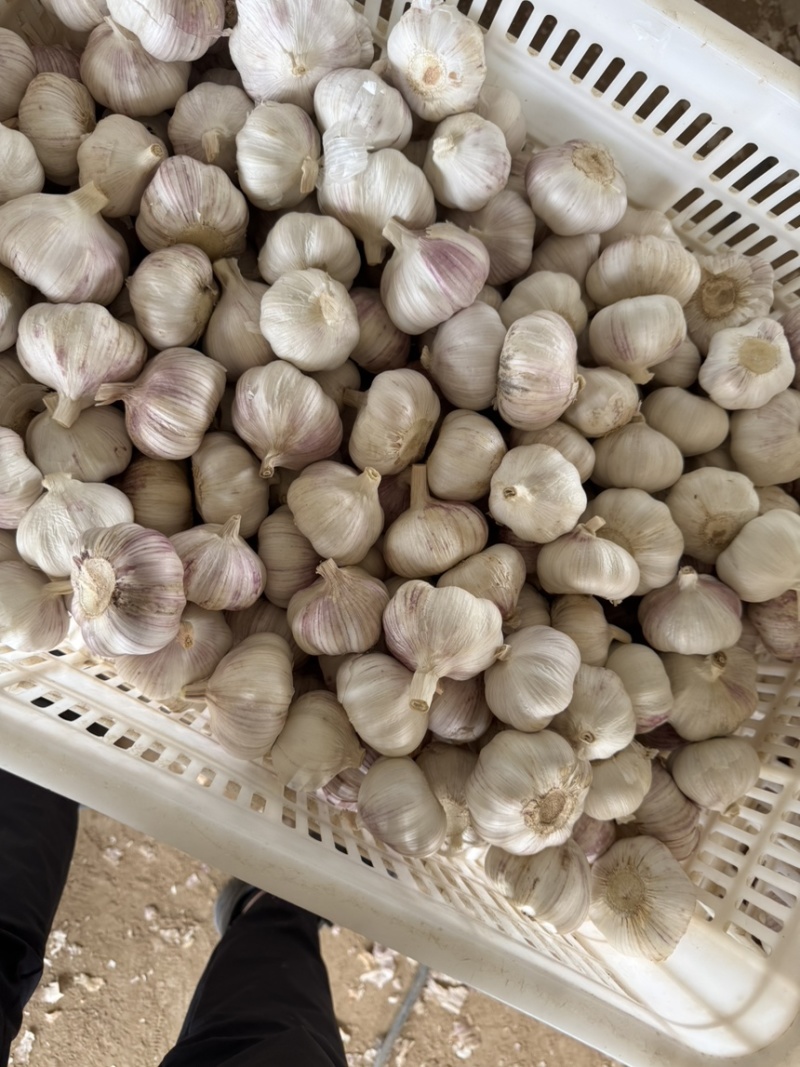 精品大蒜大量现货对接全国各批发市场加工厂