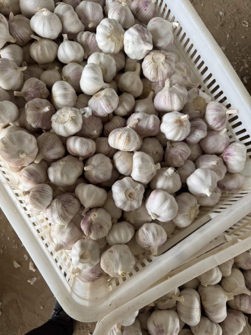 精品大蒜大量现货对接全国各批发市场加工厂