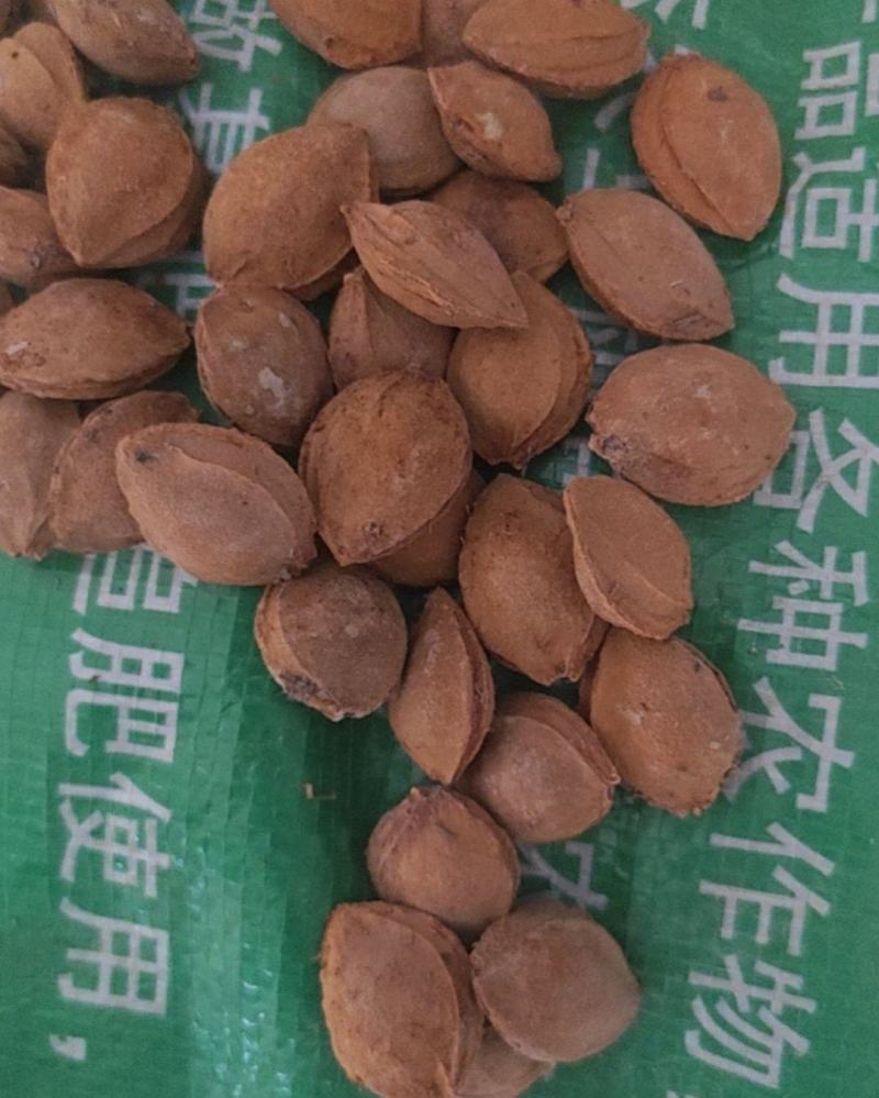 杏仁