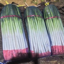齐齐哈尔长白大葱