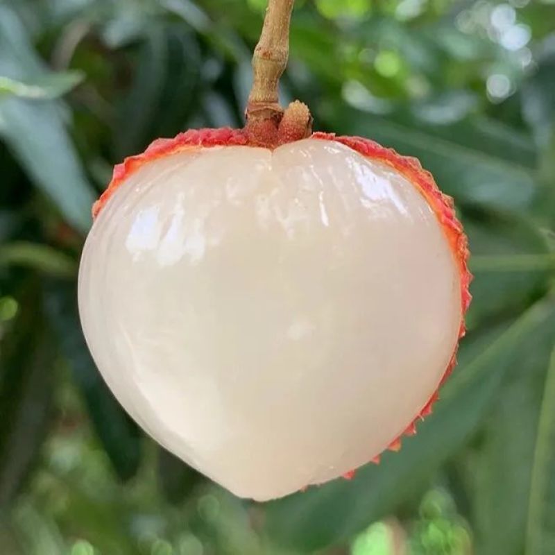 【顺丰包邮】新鲜荔枝白糖罂黑叶荔应季水果鲜荔枝净重1-4