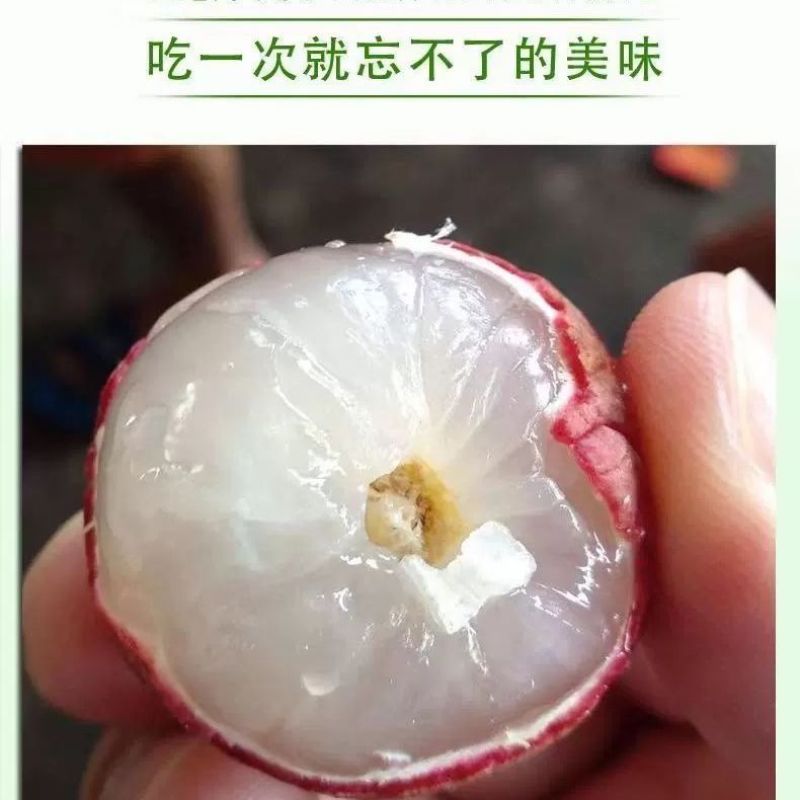 【顺丰包邮】新鲜荔枝白糖罂黑叶荔应季水果鲜荔枝净重1-4