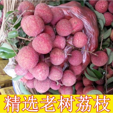 【顺丰包邮】新鲜荔枝白糖罂黑叶荔应季水果鲜荔枝净重1-4